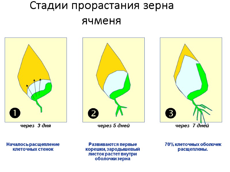 Стадии прорастания зерна ячменя   15